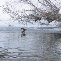 Оляпка у воды. :: Галина Полина