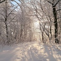 Про зимние прогулки.. :: Андрей Заломленков (настоящий) 