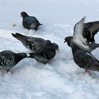 Кормим голубей на снегу :: Светлана 