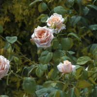 Розы в ботаническом саду :: Валентин Семчишин