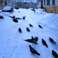 Голуби во дворе :: Алевтина 