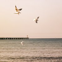 Чайки над морем :: Ольга Протасова