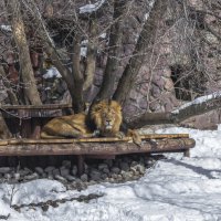 московский зоопарк. :: юрий макаров