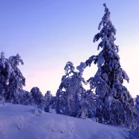 В снегах Лапландии...Январь :: ГЕНРИХ 