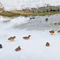 Утки за городом :: Raduzka (Надежда Веркина)