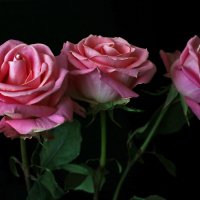 Зимние розы :: Светлана 