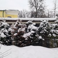 Ёлочки в снегу :: Galina Solovova
