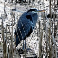 Canadian blue heron :: Vlad Dega aka Sashka Х