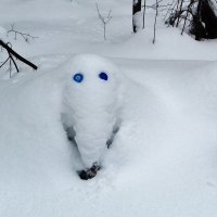спрятался в снегу :: Владимир 