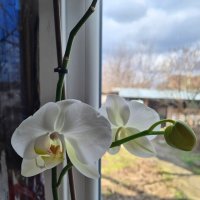 Орхидея зацвела... :: Наталья 
