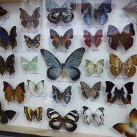 Выставка бабочек-2. :: Alex 711402