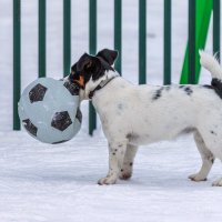 Матч отменяется. :: Анатолий. Chesnavik.