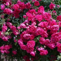 PRO розы.... :: Алёна Савина