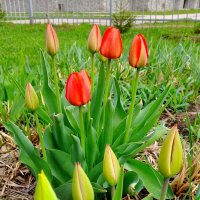 Тюльпаны к весне. :: Мила Бовкун