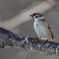 И где эта весна? :: Виктор Иванович Чернюк