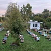 Пасека нашего АПИцентра "Здоровье на крыльях пчелы" :: михаил Архангел