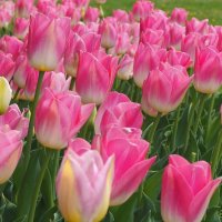 Тюльпан Tulipa "Dynasty" :: wea *