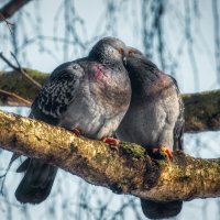 Любовь и голуби. :: Mithun 