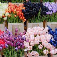 Bloemenmarkt Цветочный рынок Амстердам Нидерланды :: wea *