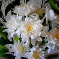 Хризантемы к празднику :: Алевтина 