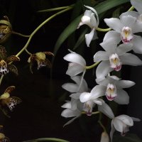 Орхидея :: Ирина Тюзнева 