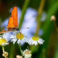 бабочки и цветы 4 :: Александр Прокудин