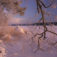 Грация старых деревьев :: liudmila drake