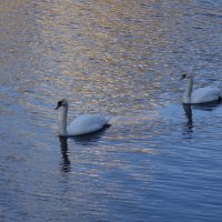Лебеди на Нижнем озере :: Маргарита Батырева