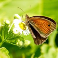 бабочки и цветы 12 :: Александр Прокудин