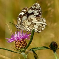 бабочки и цветы 15 :: Александр Прокудин