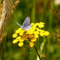 бабочки и цветы 18 :: Александр Прокудин