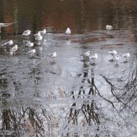 Чайки на Нижнем озере, Калининград :: Маргарита Батырева