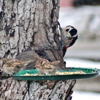 Любовь приходит, и уходит, а кушать хочется всегда! :: Восковых Анна Васильевна 