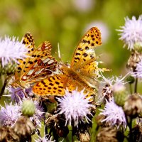 бабочки и цветы 27 :: Александр Прокудин