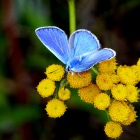 бабочки и цветы 30 :: Александр Прокудин