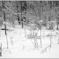 После снегопада :: Владимир Попов