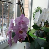 Орхидеи на окне :: Galina Solovova
