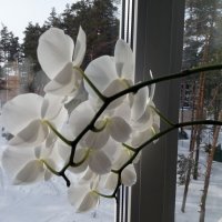 Цветы на окне :: Galina Solovova