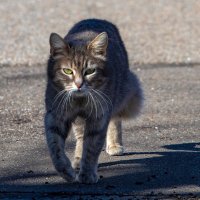 Страшнее кошки зверя нет. :: Владимир Савельев