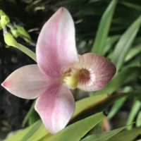 Орхидеи :: Pippa 