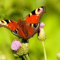 бабочки и цветы 39 :: Александр Прокудин