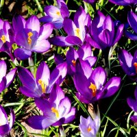 Цветы весны в нашем саду. Крокусы :: ГЕНРИХ 