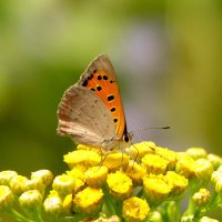 бабочки и цветы 44 :: Александр Прокудин