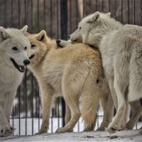 полярные волки :: аркадий 