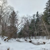 Прогулка по зимнему лесу :: Елена Никитина