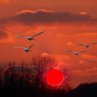 голубые лебеди - малиновый закат :: Alisa Koteva 
