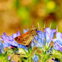 бабочки и цветы 51 :: Александр Прокудин