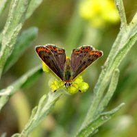 бабочки и цветы 55 :: Александр Прокудин