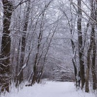 Прогулка в лес :: Raduzka (Надежда Веркина)