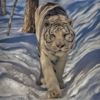 бенгальский тигр :: аркадий 